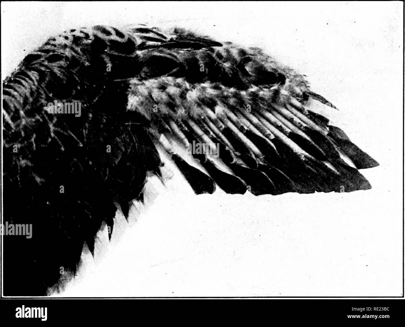 Plumes d'oiseau sauvages image stock. Image du faune - 90937479