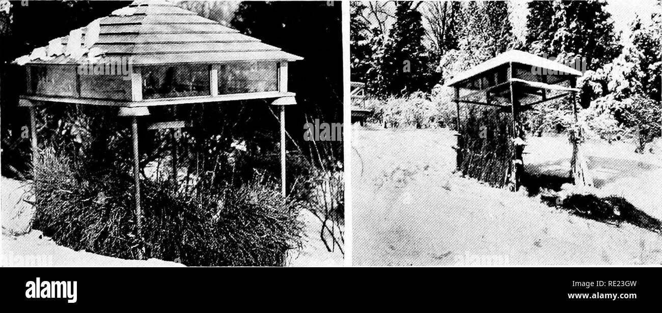 . Comme les clubs de golf d'oiseaux migrateurs. Des oiseaux ; des terrains de golf. Chaque terrain de golf un sanctuaire d'oiseaux l'alimentation d'hiver. SERVICE CONTINU DE Photos par Tracy un Dow type d'alimentation, où la nourriture est toujours disponible lorsque le plus nécessaire. Les gerbes de blé à la base fournir nourriture et abri pour les cailles, faisans et autres les oiseaux, tandis que le bac supérieur contient les graines et suet pour toutes les autres. Les casseroles sur le dos en haut de la posts gardera les rongeurs de la nourriture conçue pour les petits oiseaux.. Veuillez noter que ces images sont extraites de la page numérisée des images qui peuvent avoir été d Banque D'Images