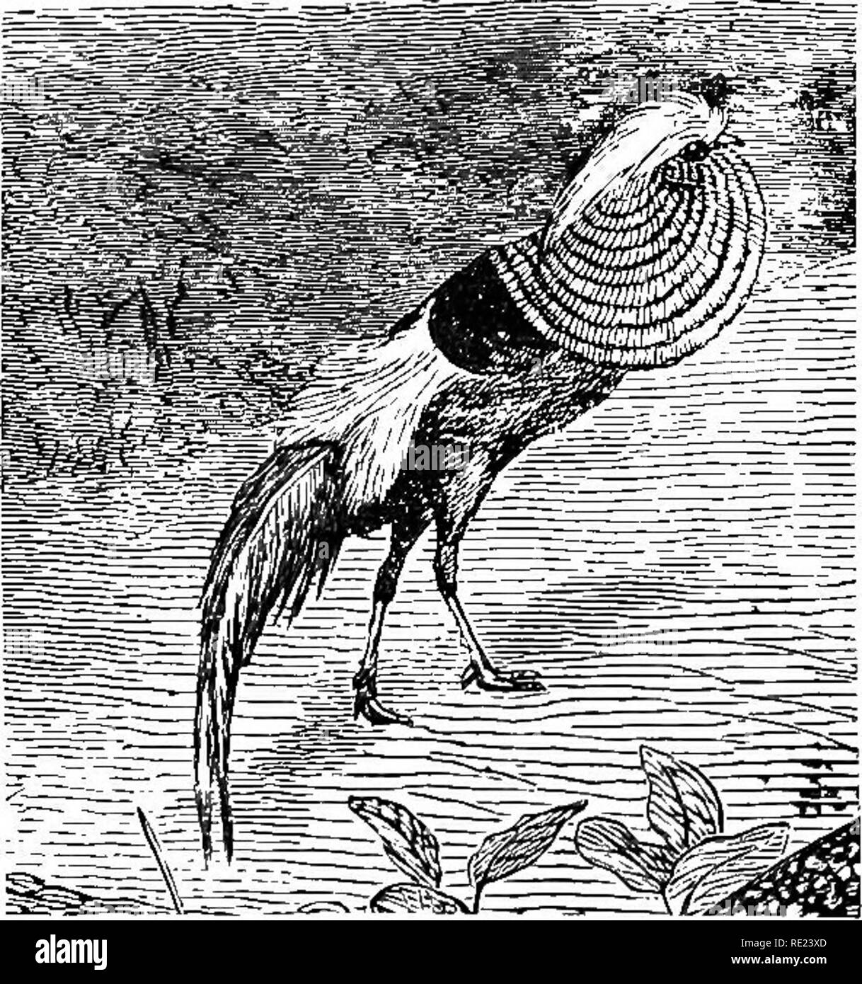 . Faisans : leur histoire naturelle et la gestion pratique . Faisans. 198 faisans TECTRICES FOB et volières. espèces ordinaires. M. Mayes, m'écrivant de Blvedon^ », a déclaré que le Faisan doré va traverser avec le faisan commun ; nous avons eu deux ou trois cas de leur faire ces deux dernières années ; mais il est rare, comme nous l'avons eu Golden faisans est avéré depuis dix ans ou plus, et n'a jamais connu de traverser avec les autres." avant de faisans. Veuillez noter que ces images sont extraites de la page numérisée des images qui peuvent avoir été retouchées numériquement pour plus de lisibilité - Banque D'Images