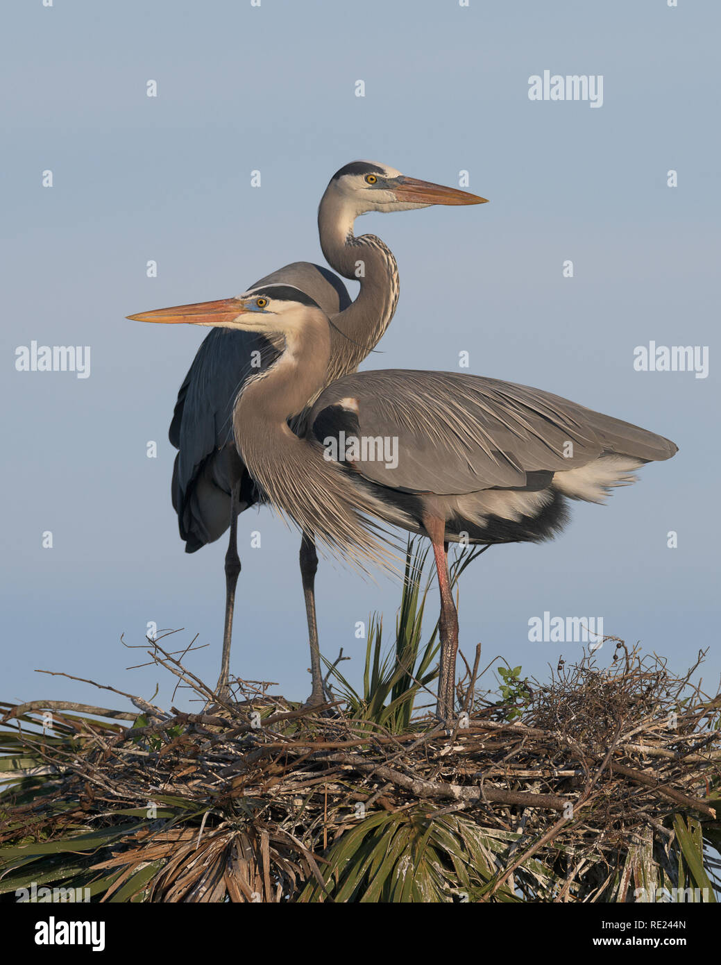 Une paire de grand héron debout sur un palmier nest au zones humides Viera à Melbourne, en Floride Banque D'Images