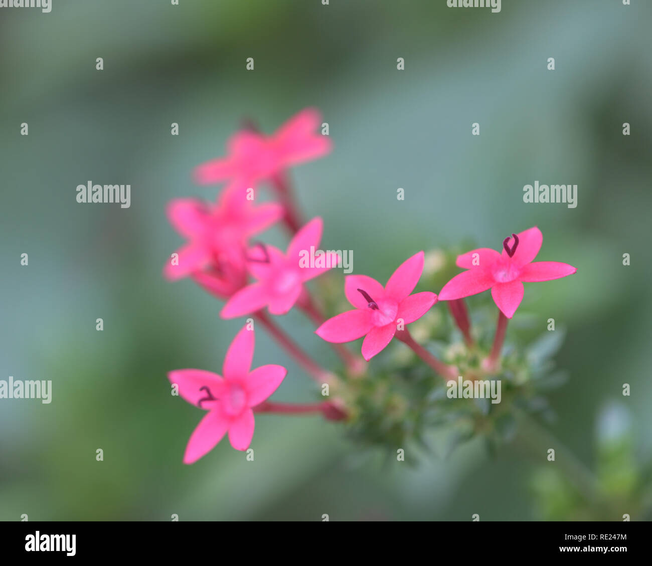 De minuscules fleurs roses fond vert doux contre Banque D'Images