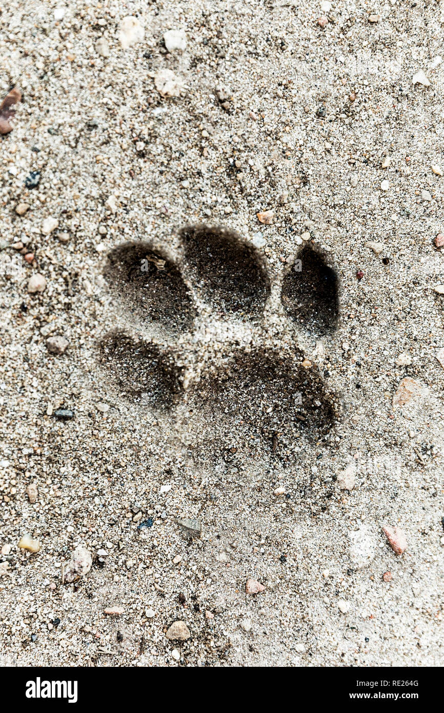 Petit chien imprimer des pieds dans le sable, où le pied a trempé dans et hors laissant la note parfaite. Banque D'Images