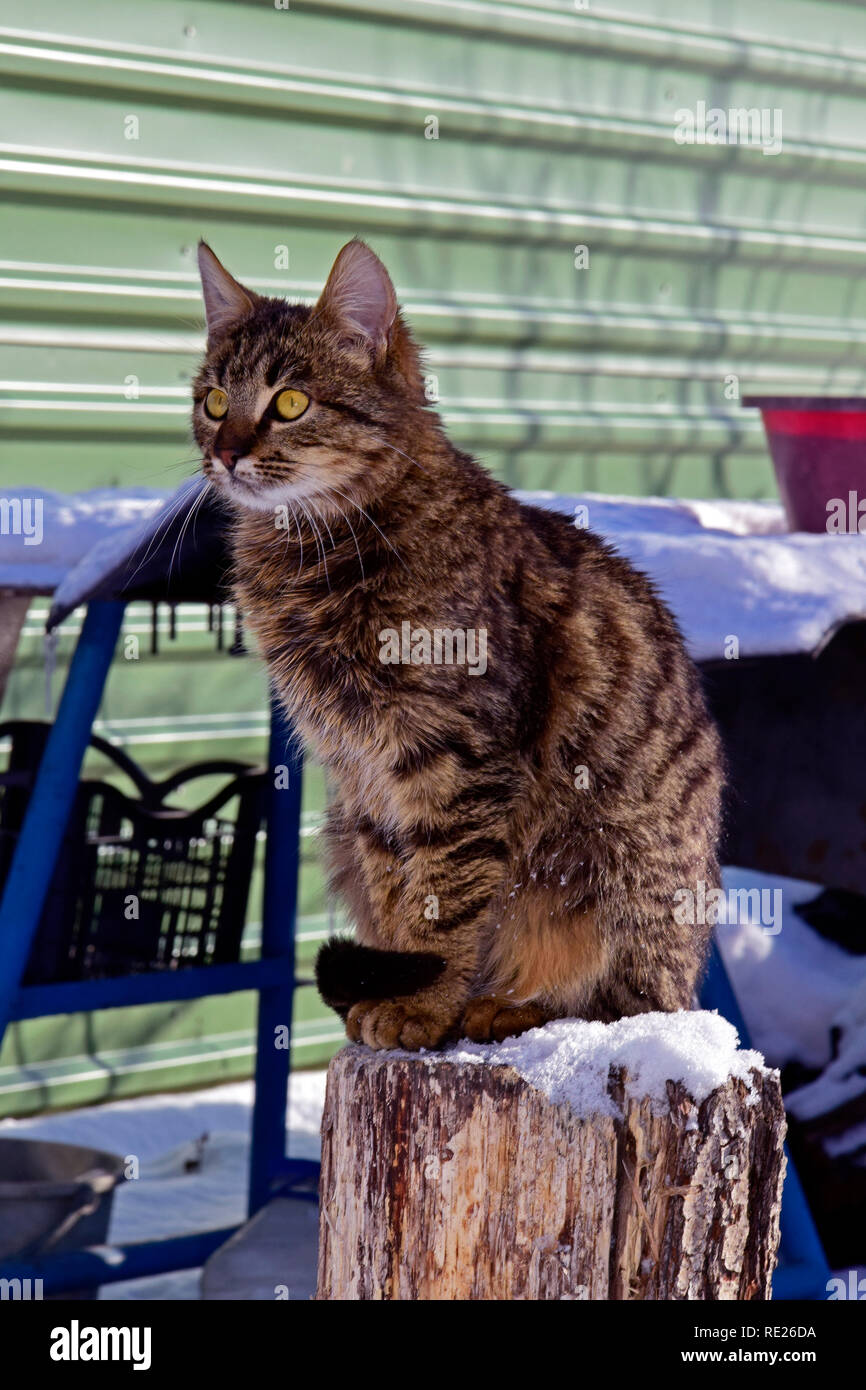 Regardant pensivement mackerel tabby cat assis sur un arbre dans le journal de l'environnement d'hiver Banque D'Images