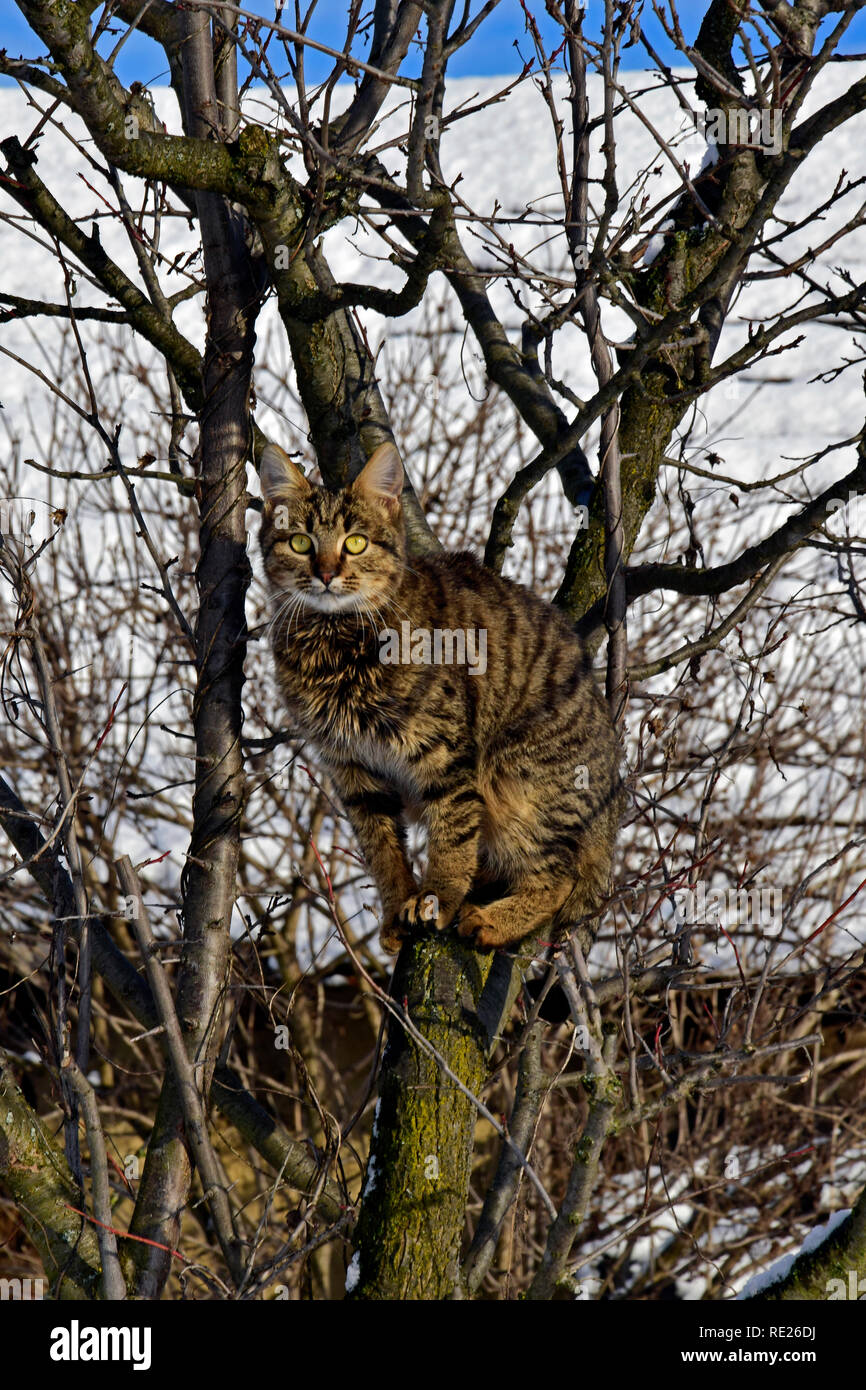 Mackerel tabby cat assis sur un arbre nu en hiver et de l'environnement Banque D'Images