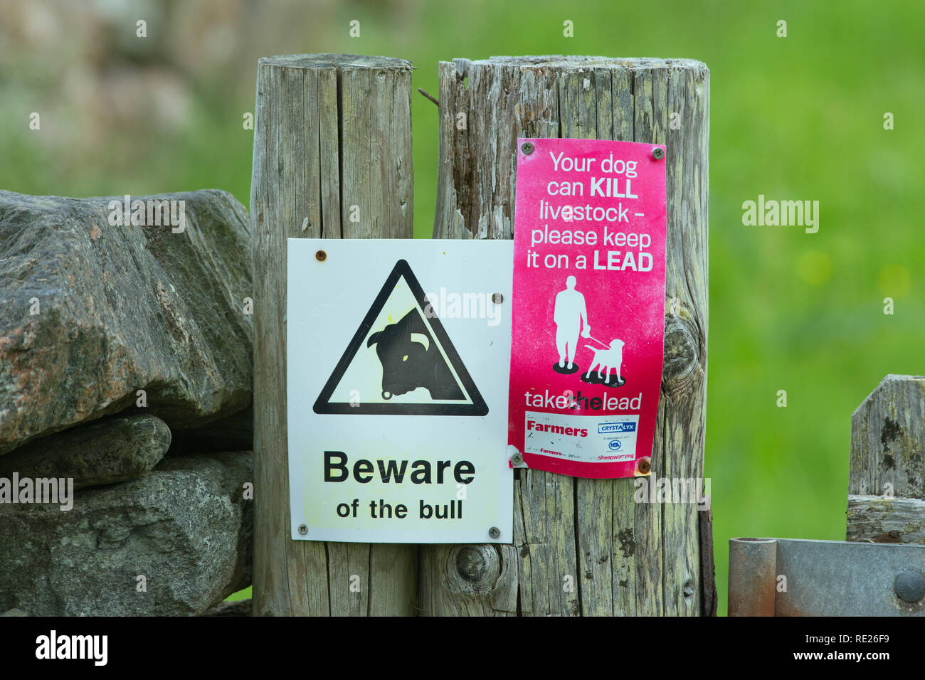 Des panneaux d'avertissement. Méfiez-vous du taureau. Votre chien peut tuer le bétail-veuillez tenir en laisse, pour les marcheurs, les randonneurs, les promeneurs, les propriétaires de chiens, en utilisant le chemin. L'île d'Iona, Hébrides intérieures. Côte ouest de l'Écosse.​ Banque D'Images