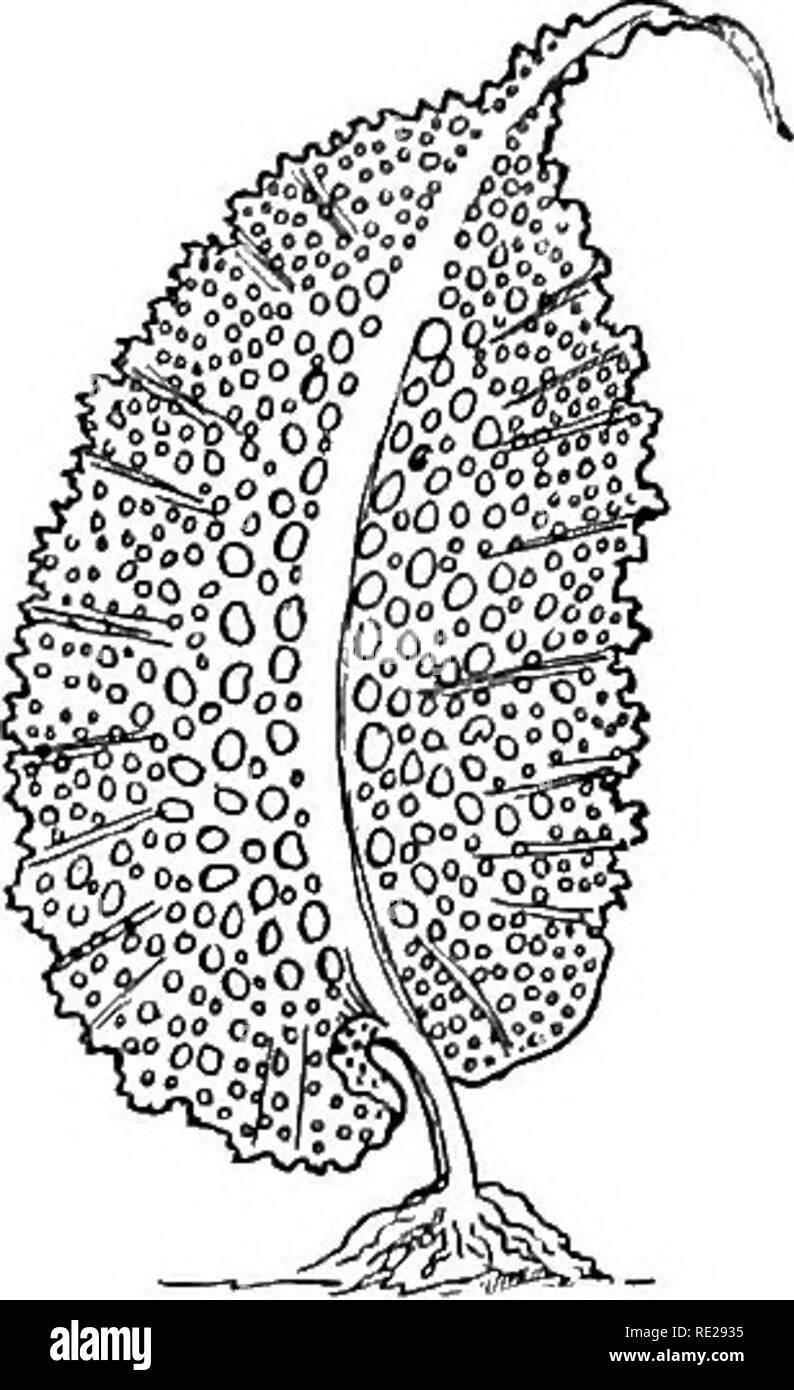 . Botanique toute l'année ; un texte utile-livre pour les écoles. La botanique. Leur PLACE DANS LA NATURE 251. 473. - Une large avec algues thalle étendu. 356. La classification. - En commençant par le plus bas des formulaires, les plantes sans pépins sont regroupés en trois grands ordres, ou des classes. 357. I. Thallophytes, thalle ou plantes. Ce groupe tient son nom de la structure du thalle qui caractérise sa végétation. Ce qu'un thalle est sera mieux compris après un spécimen a été examinée. Il peut être indiqué, cependant, que ce terme s'applique en général à la plus simple des types de structure végétale, dans laquelle la Banque D'Images