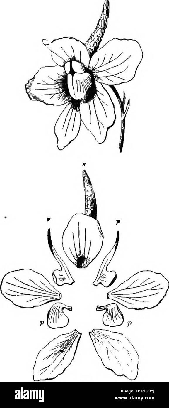 . La botanique pour les jeunes et les écoles communes. Comment les plantes poussent, une simple introduction à la botanique structurels. Avec une flore populaire, ou un arrangement et description des plantes communes, à la fois sauvage et cultivée. La botanique, la botanique. 70 plantes sont maintenant propagées. pétales, huit étamines (deux fois quatre), et quatre les pistils. Si la fleur de Trillium (Fig. 162) est symétrique, car il se compose de trois sépales, trois pétales, six étamines (une avant chaque sépale et une avant chaque pétale), et d'un pistil composé de trois manifestement mis ensemble, le fait d'avoir trois styles ou les stigmates. Le lin est une bonne illustration d'autres- s Banque D'Images
