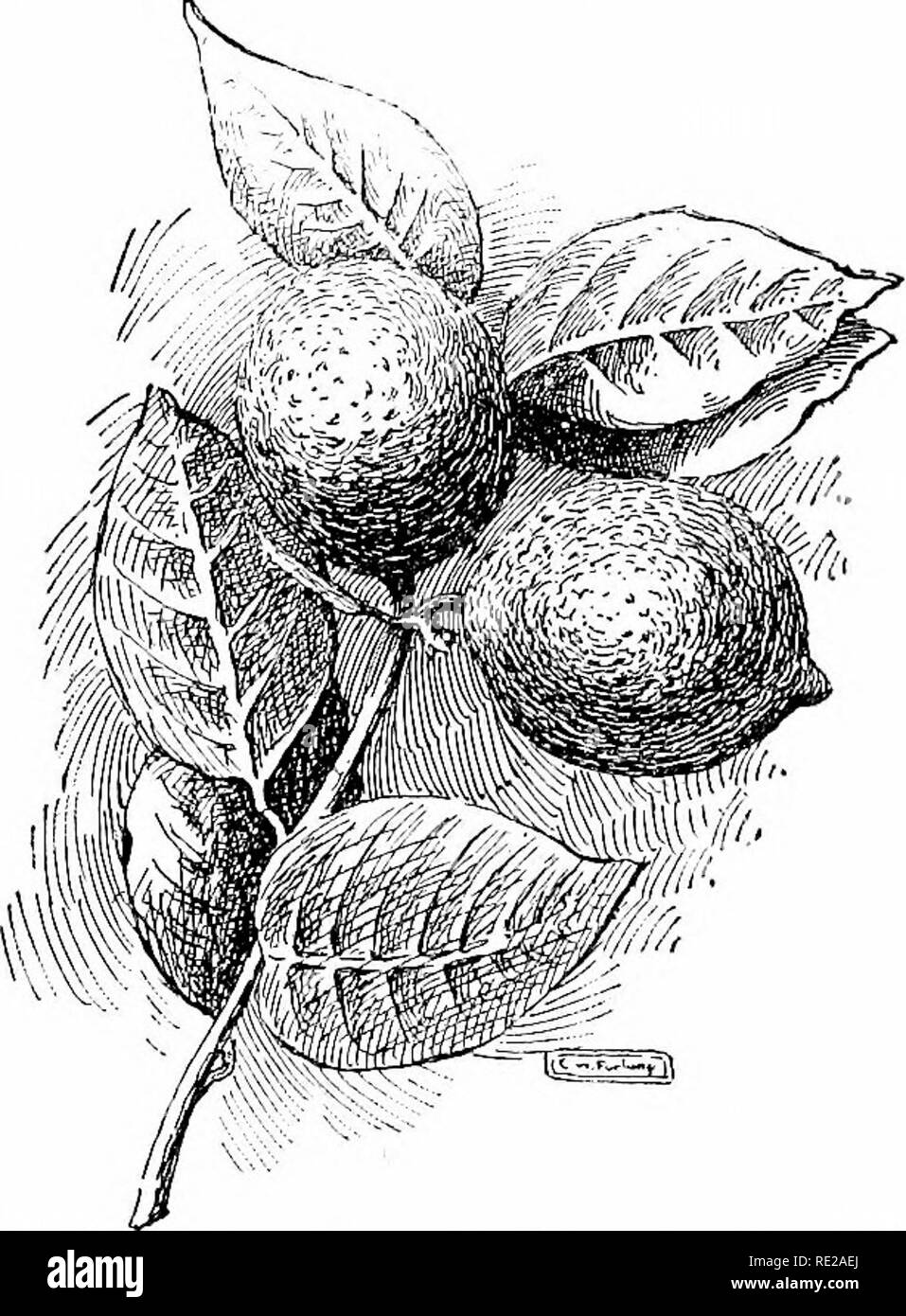 . Cyclopedia of American horticulture, comprenant des suggestions pour la culture de plantes horticoles, les descriptions des espèces de fruits, légumes, fleurs et plantes ornementales vendues aux États-Unis et au Canada, ainsi que des notes biographiques et géographiques. Le jardinage. 924 Chaux Chaux révèle la texture de chacune. Par la floculation des particules fines de l'ancien, l'eau s'écoule plus facilement, et le danger de se laver les mains est donc diminué. Les phosphates solubles sont moins susceptibles d'être perdues ou modifiées intounassimilable formes dans les sols contenant de la chaux. De grandes quantités de Banque D'Images