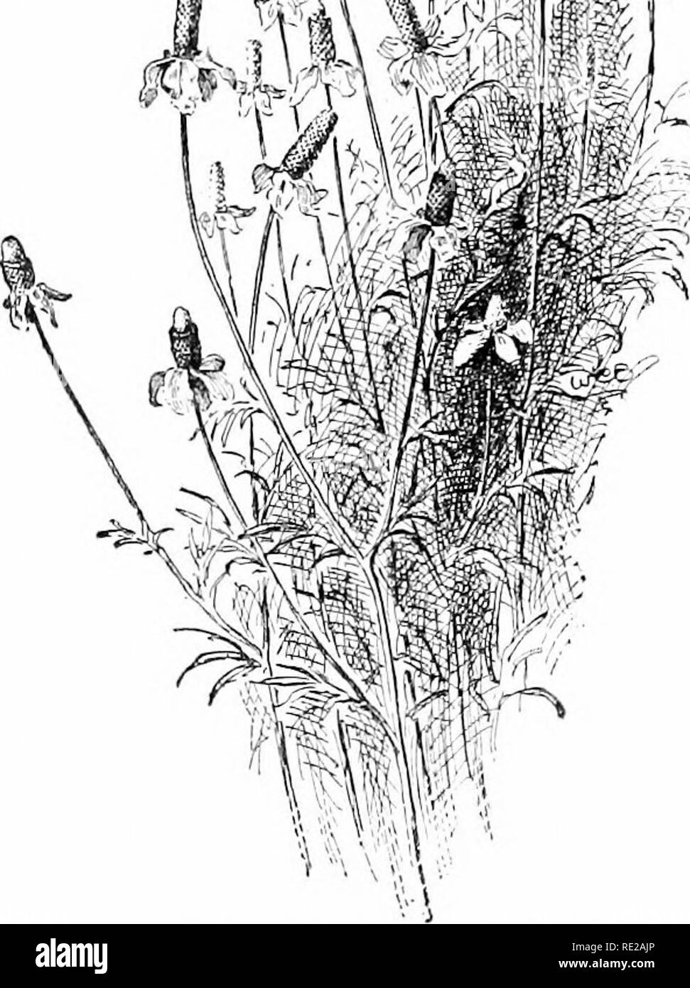 . Cyclopedia of American horticulture, comprenant des suggestions pour la culture de plantes horticoles, les descriptions des espèces de fruits, légumes, fleurs et plantes ornementales vendues aux États-Unis et au Canada, ainsi que des notes biographiques et géographiques. Le jardinage. 1261. Edelweiss - Leontopodium alpinum (X V4). partie étant la télévision, star-comme groupe de feuilles florales laineux entourant le vrai tls., qui sont de petites incohérences spicuous et jaune. L'impression générale semble être que Edelweiss ne peuvent pas être culte, en Amérique. En lOOO, cependant, il est largement de la publicité Banque D'Images