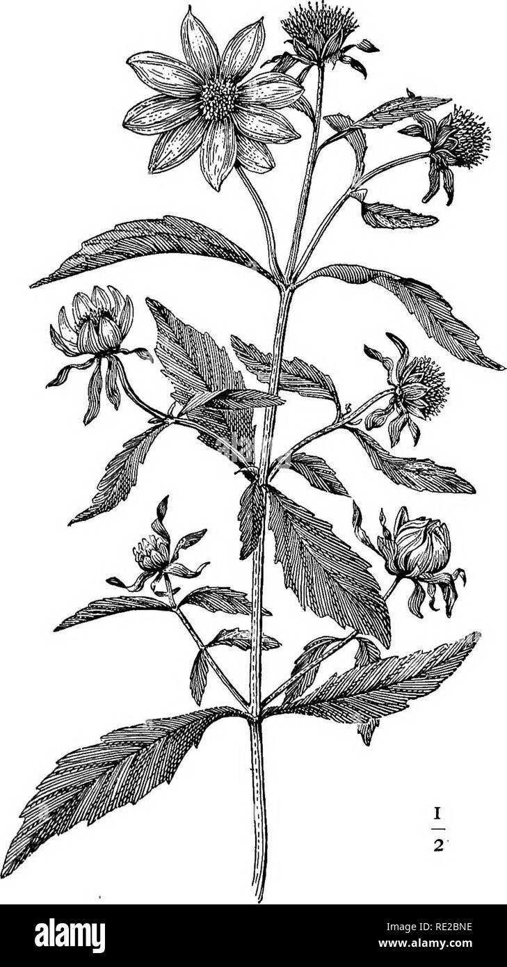 . Champ de fleurs, Hill, et de marécages ;. La botanique. BUR-PLUS Bidefis chrysantkemozdes MARIGOLD (voir page 66) {}. Veuillez noter que ces images sont extraites de la page numérisée des images qui peuvent avoir été retouchées numériquement pour plus de lisibilité - coloration et l'aspect de ces illustrations ne peut pas parfaitement ressembler à l'œuvre originale.. Creevey, Caroline A. Mme New York, Harper & Brothers. Banque D'Images