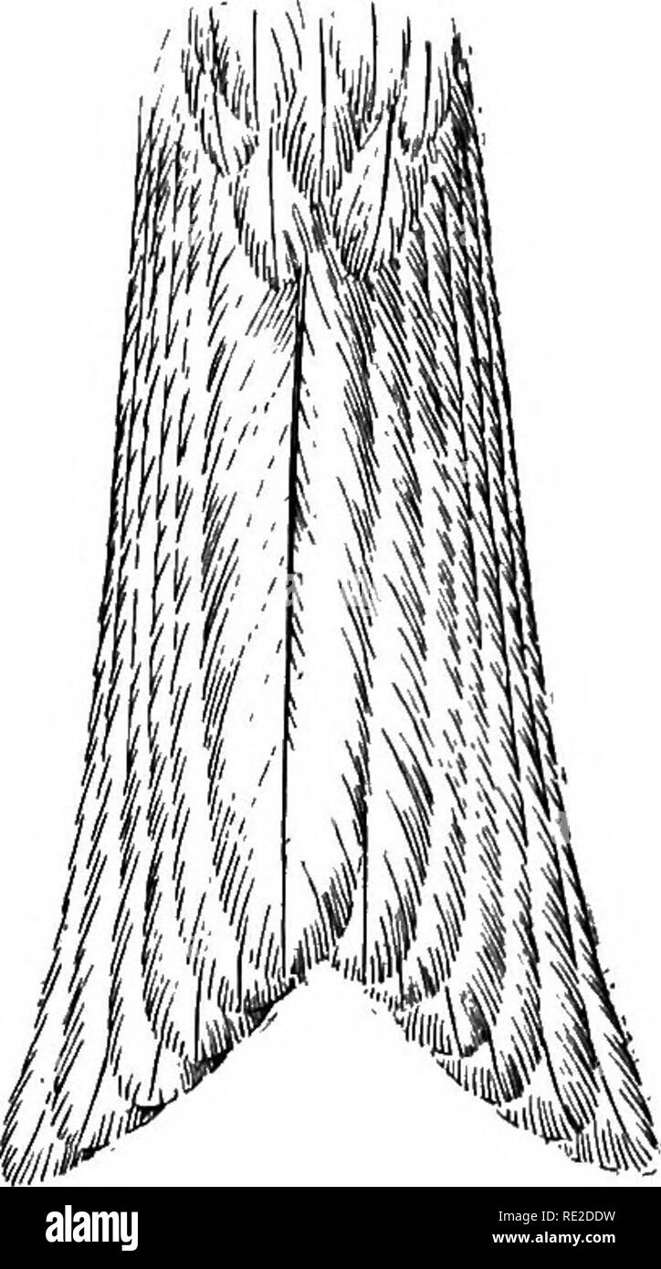 . Les oiseaux de l'Afrique du Sud. Les oiseaux. FALCONIDa ; MILVUS 335 Janvier à avril (Ayres), Pretoria, décembre (à distance), de Barberton, en novembre (Eendall sud allemand) ; - l'Afrique de l'ouest - Omaruru, Décembre (Eriksson), Ondonga (Andersson). Habitudes.-mais peu d'attention a été accordée aux habitudes de cette buse en Afrique du Sud ; M. Layard déclare qu'il fréquente les pays ouverts parsemés de jungle, et que sa voix est un stridulous faible cri. M. lointain trouvé très courante, en particulier dans le mois de décembre, Pretoria, où il a été une grande source d'ennuis pour les petits squatteurs sur le veld. La plupart Banque D'Images