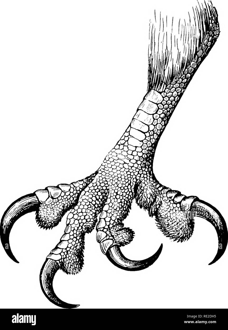 . Les oiseaux de l'Afrique du Sud. Les oiseaux. 310 FALCONID^ yocifer HALIAETUS Haliaetus, 524. L'aigle de mer. mensonge. Vooifer Levmll,. Ois. d'Afr. i,p. 17, pi. iv (1799). Paloo vocifer, Daud. Traite, ii, p. 65 (1800). Haliaetus vocifer, Grill, K. Vet. Akad. Handl. Stookh. ii, no. 10, p. 50 (1858) [Knysna] ; Ourney, Ibis, 1859, p. 238, 1862, p. 36 [Natal] ;. Fig. 101. -Pied de HaliaStus vocifer. x |. Kirk, Ibis, 1864, p. 315 [Upper] Zambèze ; Layard, B. S. Afr. p. 17 (1867) ; id. Ibis, 1869, p. 71 ; Gurney dans Andersson'un B. Damara- land p. 9 (1872) ; Sharpe, Cat. B. M. I, p. 310 (1874) ; Buckley, Ibis,. Veuillez noter t Banque D'Images