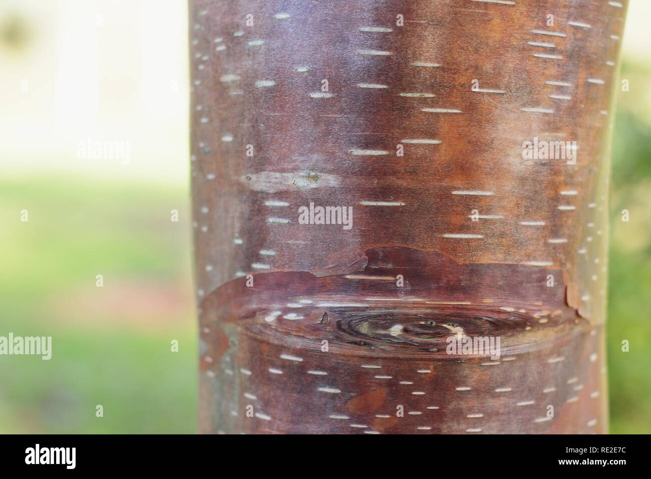 Le Betula utilis var. Pratii. Belle écorce de bouleau Himalyan ce rare, hiver, UK Banque D'Images