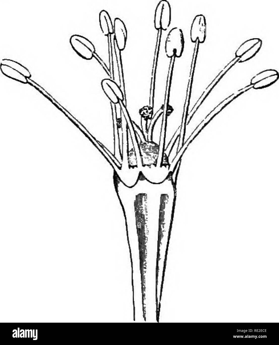 . Les différentes formes de fleurs sur les plantes de la même espèce. Les végétaux, fertilisation des plantes. De style longue forme. De style court formulaire. D'après un croquis par Fritz Miiller, grossie cinq fois. Erytheoxylon ?] [SP,.. Veuillez noter que ces images sont extraites de la page numérisée des images qui peuvent avoir été retouchées numériquement pour plus de lisibilité - coloration et l'aspect de ces illustrations ne peut pas parfaitement ressembler à l'œuvre originale.. Darwin, Charles, 1809-1882. Londres, J. Murray Banque D'Images