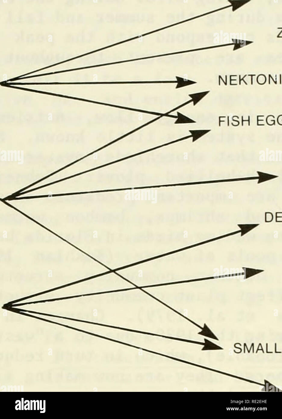 . Une caractérisation écologique de la côte du Maine (nord et l'est de Cape Elizabeth). L'écologie côtière -- maine. Habitudes alimentaires des ressources alimentaires du zooplancton PHYTOPLANCTON PLANCTON ^^^ > ;. Crustacés NECTONIQUES DES OEUFS ET DES LARVES DE POISSONS GRANDS POISSONS, ALGUES DÉTRITUS NECTONIQUES POLYCHÈTES ET DÉMERSALES ^ ^ SEMIDEMERSAL de petits POISSONS, MOLLUSQUES CRUSTACÉS CALMARS La Figure 5-25. Les habitudes alimentaires des poissons estuariens. des invertébrés et des vertébrés de la ligne de rivage (la zone supratidale où une communauté se développe sur les macroalgues qui lave à terre). Les oiseaux de rivage mangent surtout des vasières intertidales d'invertébrés (c.-à-d., Banque D'Images