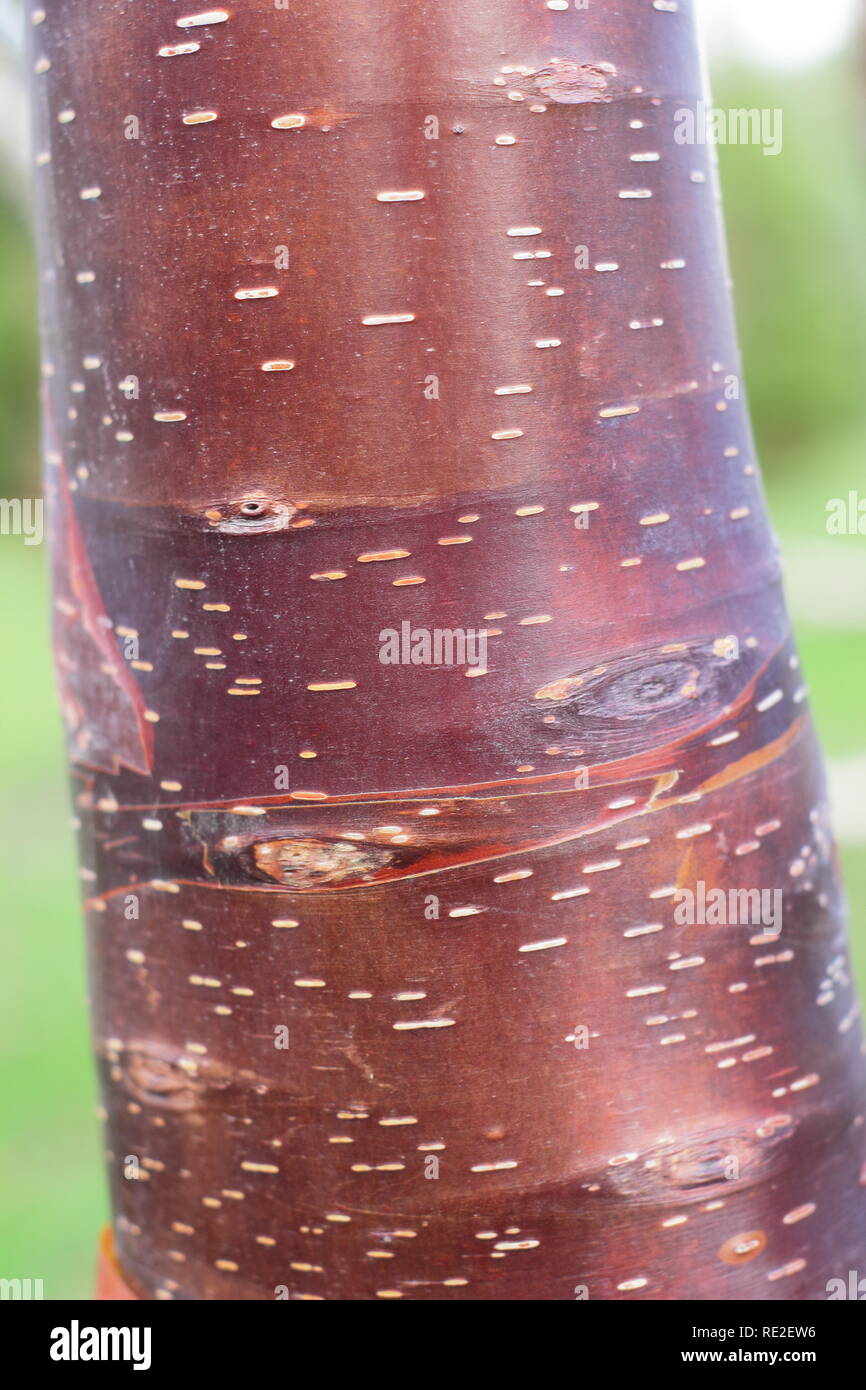 Le Betula utilis 'Wakehurst Place Chocolat" de l'écorce de bouleau en hiver, UK Banque D'Images