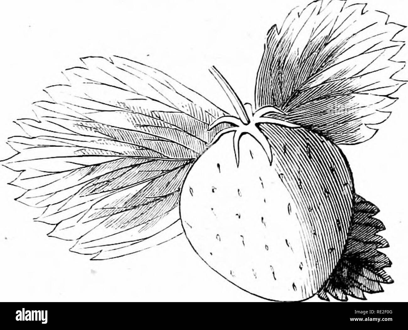 . La maison américaine jardin. En cours de principes et de règles pour la culture de légumes, de fruits, de fleurs, et d'arbustes. À laquelle sont ajoutés des notes brèves sur des cultures, avec un tableau de la moyenne de leur produit et les constituants chimiques. Le jardinage. -132 AMERICAN HOME GARDEN. Gros à très gros, roundist-conique, forme variant avec la taille, comme dans les chiffres. Couleur rubis sombre. Une forte croissance- er, très productive, et d'excellente qualité. Mûrit en moi- dium saison ou plutôt plus tard. Wilson's Albany est l'un des plus récents et précieux de fraises, et est en train de faire son chemin à méritait la popularité. No Banque D'Images