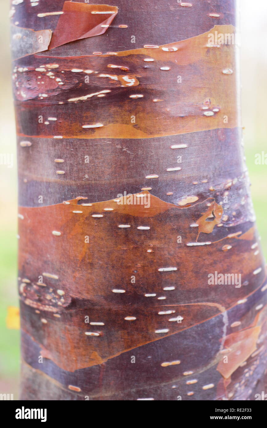Le Betula utilis 'Wakehurst Place Chocolat" de l'écorce de bouleau en hiver, UK Banque D'Images