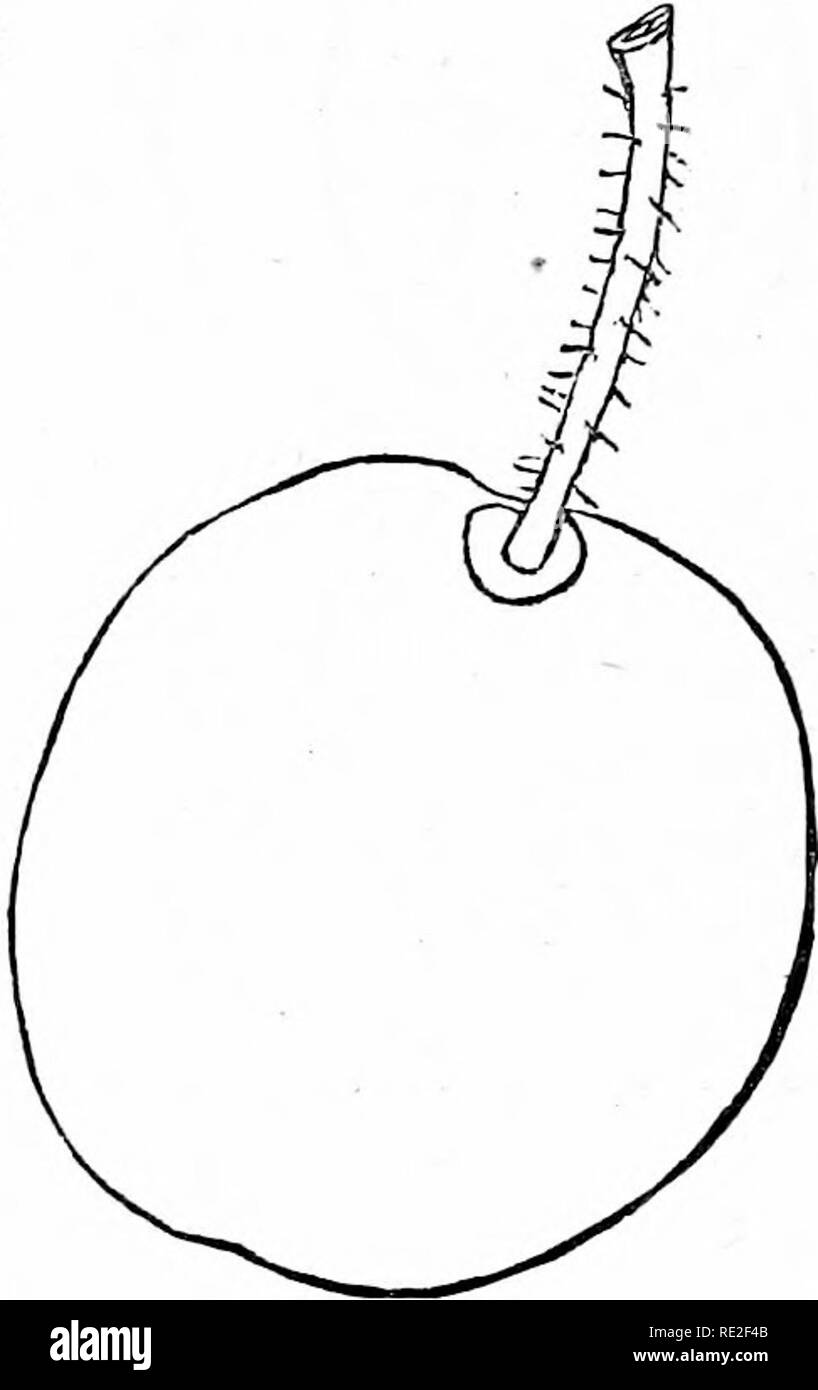 . La maison américaine jardin. En cours de principes et de règles pour la culture de légumes, de fruits, de fleurs, et d'arbustes. À laquelle sont ajoutés des notes brèves sur des cultures, avec un tableau de la moyenne de leur produit et les constituants chimiques. Le jardinage. *11. L'oage bleecker (Fig. 276). Un arbre sain et bon producteur, régulièrement et gratuitement au porteur. Les jeunes branches ne^directement. Fruit ovale-arrondie, jaune moyen specked avec le blanc, et d'avoir une fine fleur. Chair jaune, sucrée, et excellent ; presque une - pierre. Mûrit du milieu à la fin du mois d'août. 12. Smith's ORLEANS (Fig. 277). Extrêmement vigoureux, et arbres Banque D'Images