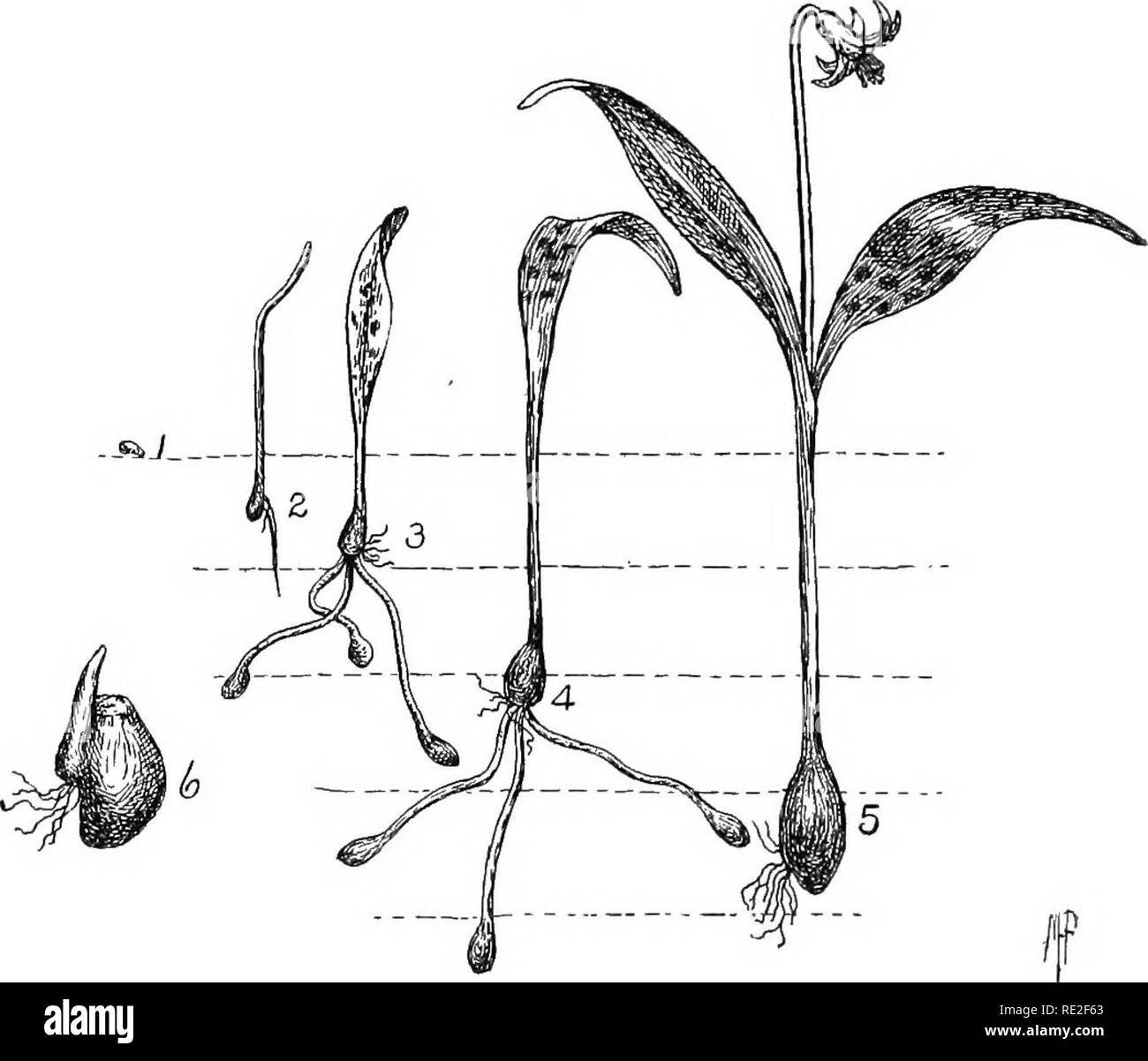 . Principes de botanique. La botanique. 434 HISTOIRES DE VIE ET LA STRUCTURE DE L'additionneur-langue, ou à dents du chien violet, illustre les points essentiels d'angiospermes. 387. Dents du chien Violet.i-dent du chien-{Ery- thronium violet americanum) appartient à l'ordre qui comprend. Fig. 322.-Chien-dent {Erylhronium violet americanum). Stades de développement de la graine. 1 à 5 montrent l'état de son développement dans chacune des cinq années successives. Explication complète dans le texte. 6 ampoule, montrant une surface bud (le sprout a été détruit). (D'après F. H. Blodgett.) les lys (famille), et sa structure est assez typic Banque D'Images
