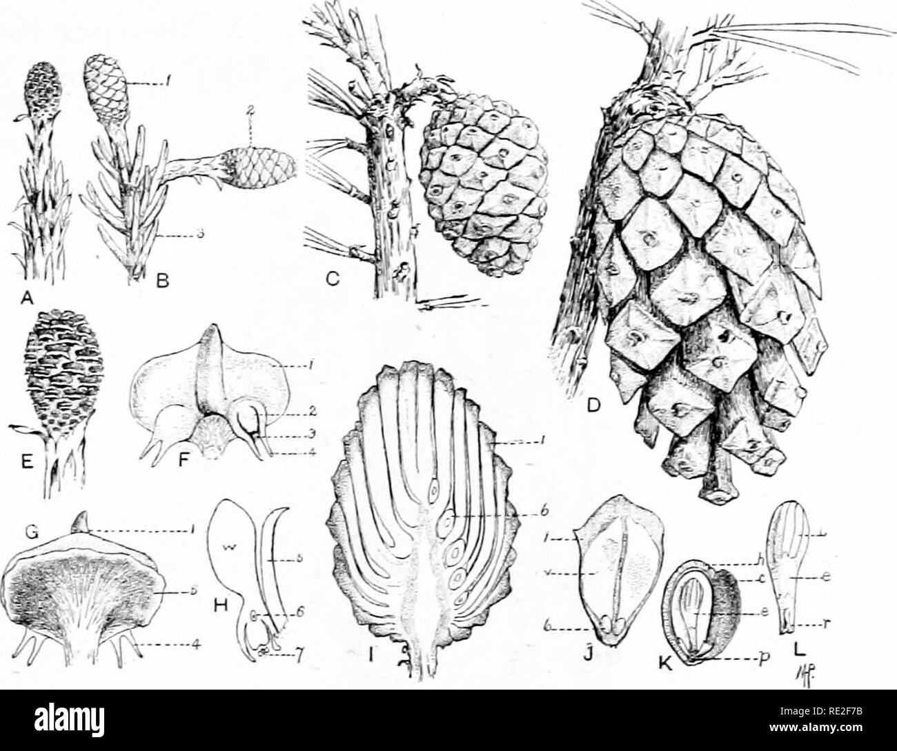 . Principes de botanique. La botanique. Les plantes porteuses de graines reproduction 419. L'axe central porte échelles latérales (Fig. 309 et 310), mais l'homologie de ces échelles est difficile à déterminer, et est toujours une ttitfef &lt;jL.débat. - Il y a. Fig. 309.-Pin Silvestre (Finlandais syheslris). A-D, les étapes dans le développement de l'carpellate carpotropic cone, et ses mouvements. E, très jeune cône carpellate beaucoup plus large ; F, G, ventrale, dorsale sur une échelle de E ; i, oNijliferous ; échelle 2, ovule (in'section longitudinale) ; 3, chambre pollinique et micropyle menant à l'apex de la nucelle (méga- spo Banque D'Images