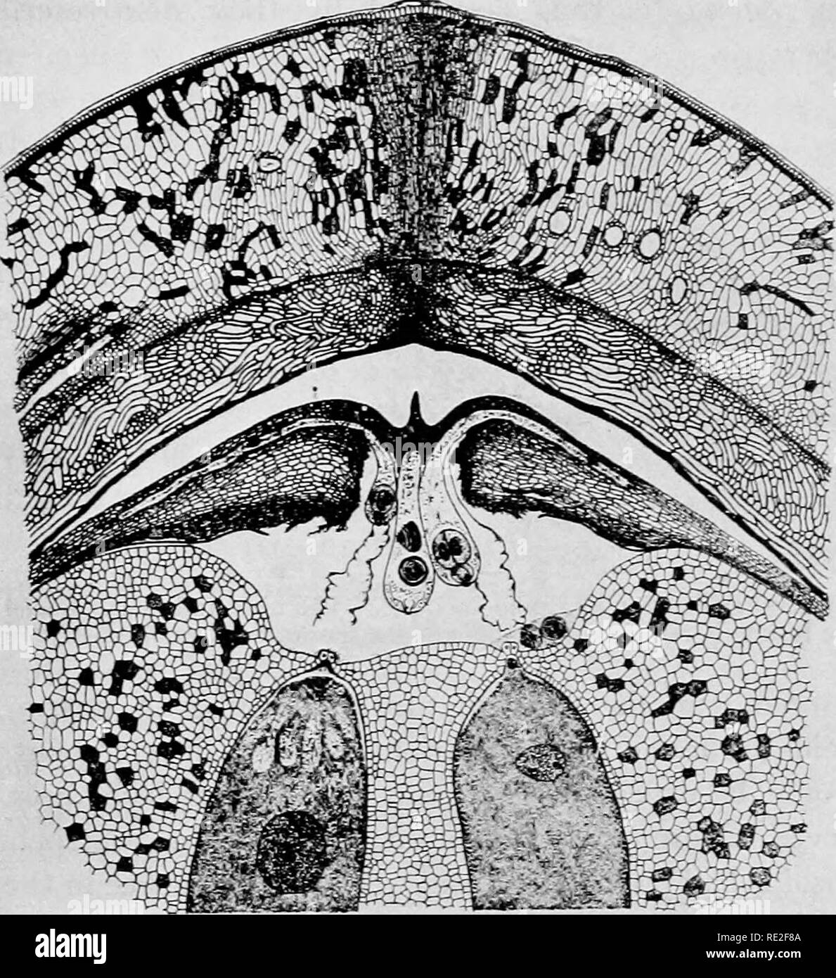 . Principes de botanique. La botanique. SEED-BEAEING 403 plantes allonge la cellule génératrice transmet, devenir divisé en deux cellules de sperme. Ces cellules de sperme sont remarquablement intéressant petit corps, portant une grande num-. FiG. 300.-Dioon edule : partie supérieure d'un ovule au moment de l'fertiliza- tion, montrant le tégument, nuceUus les gamétophytes mâles (poUen en germination de grains entiers), et des gamétophytes femelles (embryon-sac). Reconstruite à partir des sections de plusieurs ovules. (Après Chamberlain.) membre de la motion par ciKa, dont ils sont transportés, dans l'achèvement de leur voyage jusqu'à l'œuf, par le wa Banque D'Images