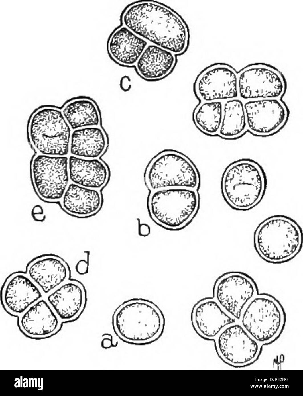 Principes de botanique. La botanique. 252 STRUCTURE ET CYCLE BIOLOGIQUE  APERÇU DE LA VIE DE L'usine (Undifferetitiated ULOTHRIX Corps en  gamétophyte et sporophyte étapes) 1 sporange physiologique je je plante des