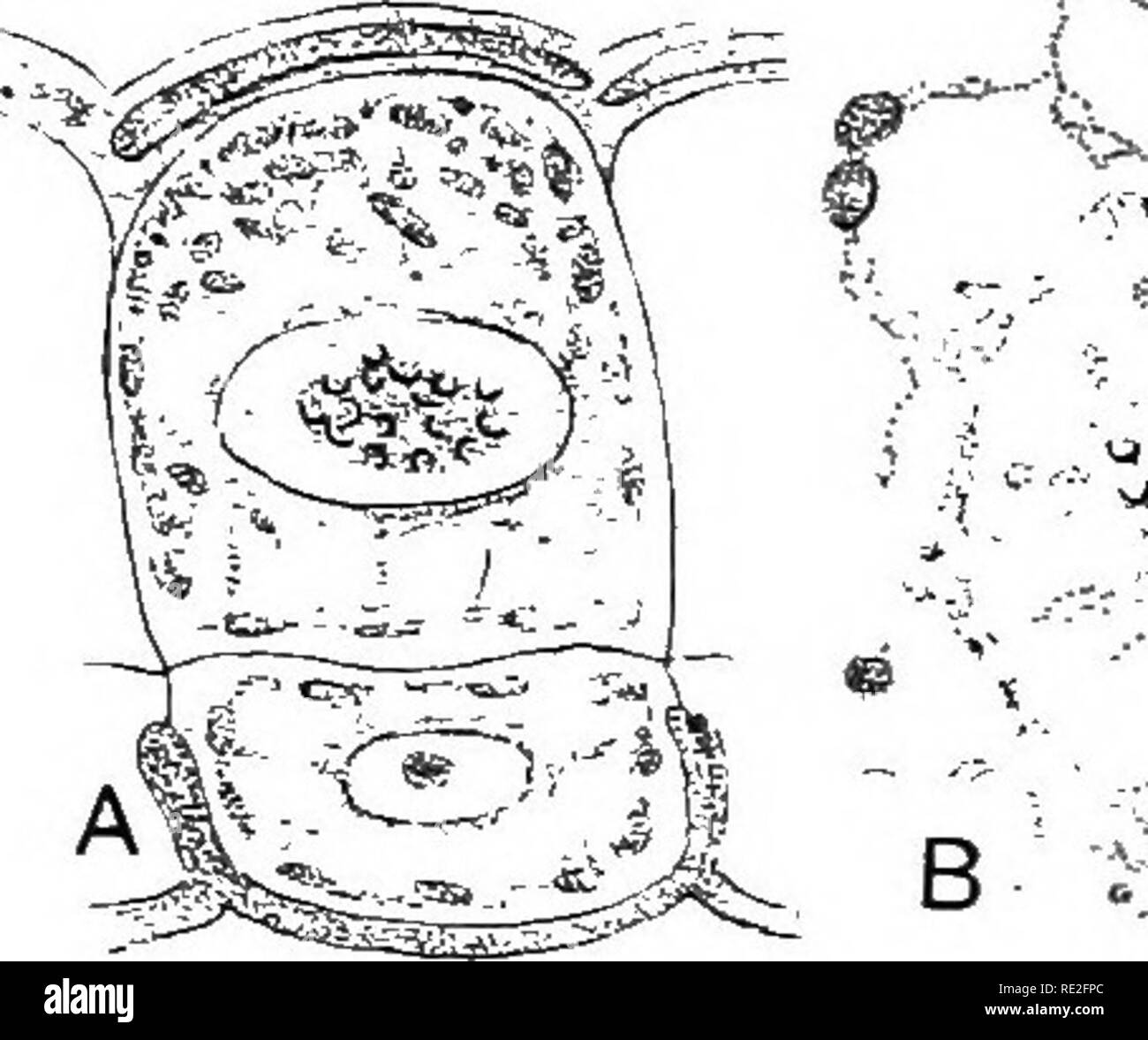 . Principes de botanique. La botanique. L'HISTOIRE DE LA VIE D'ALG^ tetrasporic 247 comme pour les plantes. Lorsque le des tétraspores sont libérés rapidement, ils deviennent attachés à certains objet solide, et, comme l'fertihzed les oeufs, se développer en plantes qui ressemblent à l'externe, à l'échéance, les porteurs- des tétraspores. Ainsi, les végétaux produits par les oeufs fécondés et par les tétra- spores se ressemblent étroitement à tous les caractères végétatifs ; ils diffèrent seulement en externe dans le type d'organes de reproduction qu'ils portent. 233. Alternance de générations.âAlthough la dic- tyota plantes créées à partir de spores et zygotes se ressemblent Banque D'Images