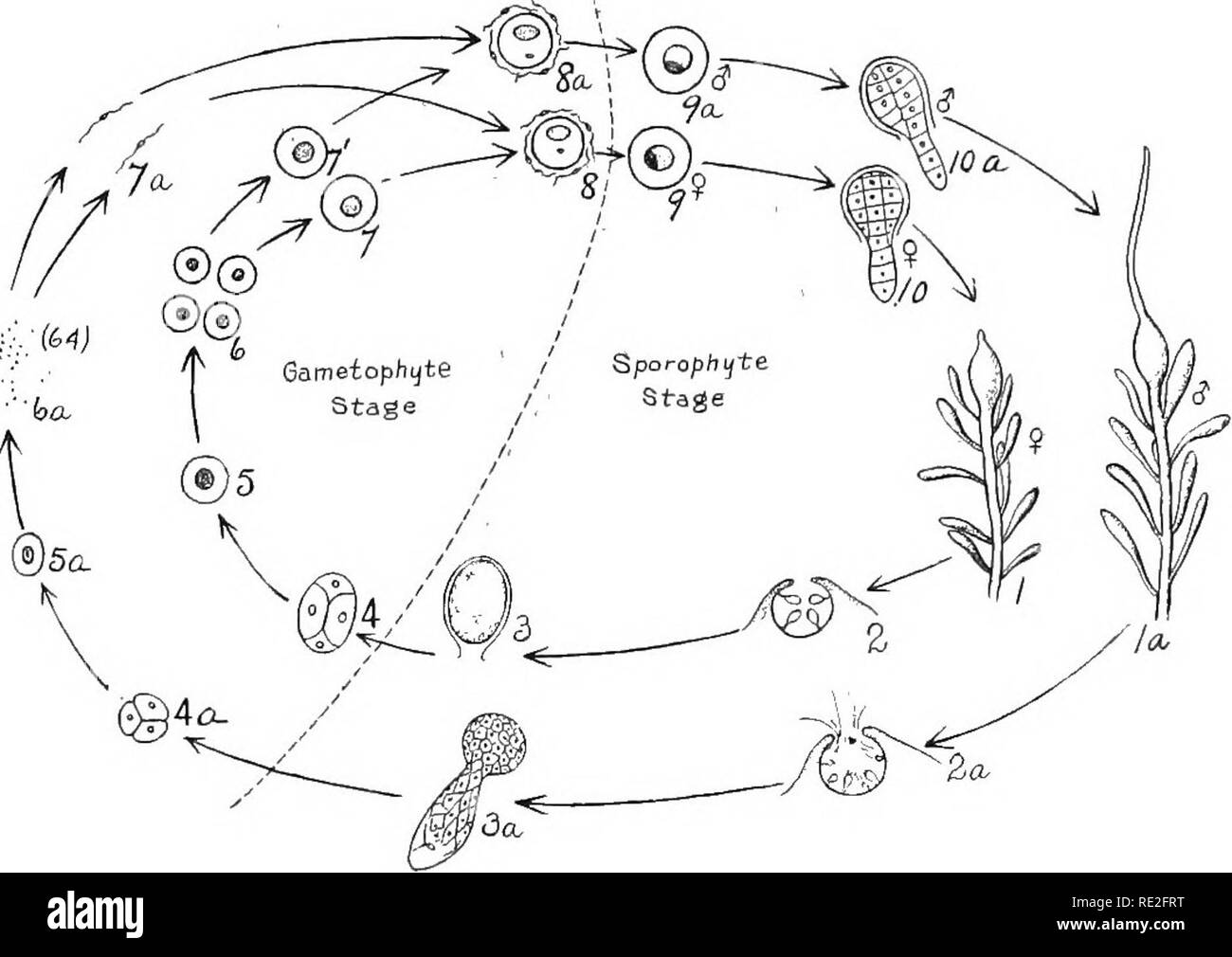 . Principes de botanique. La botanique. 240 histoires de vie et de ...