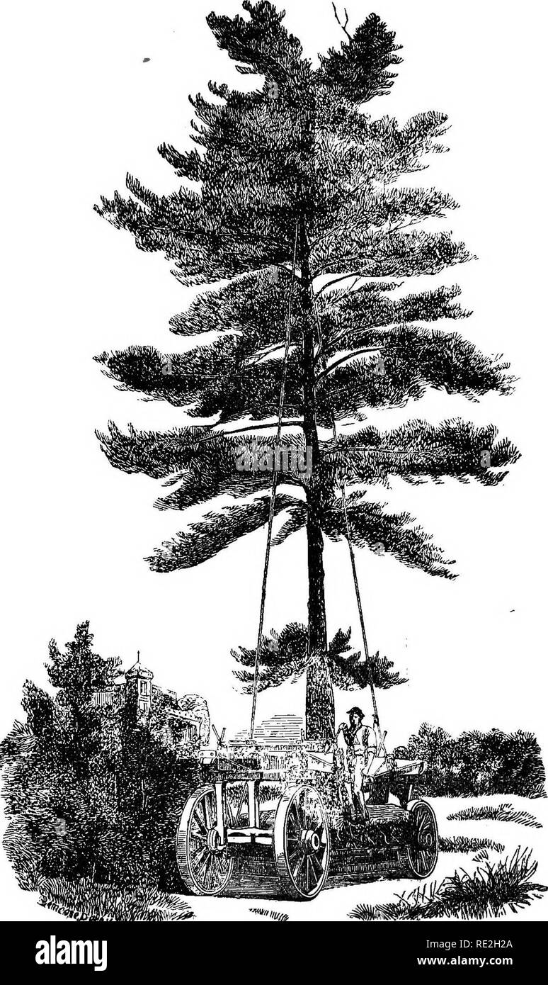 . Pinetum Le : être une synthèse de tous les plants de conifères à l'heure actuelle connu, avec descriptins, l'histoire et les synonymes, et un index systématique et complet. Les conifères. Machine de repiquage. 23. W. j3aR'Ron ^ ^Jransplanting JVLachine SUR'S.. Veuillez noter que ces images sont extraites de la page numérisée des images qui peuvent avoir été retouchées numériquement pour plus de lisibilité - coloration et l'aspect de ces illustrations ne peut pas parfaitement ressembler à l'œuvre originale.. Gordon, George, 1806-1879 ; Bohn, Henry G. (Henry George), 1796-1884. Londres, H. G. Bohn Banque D'Images