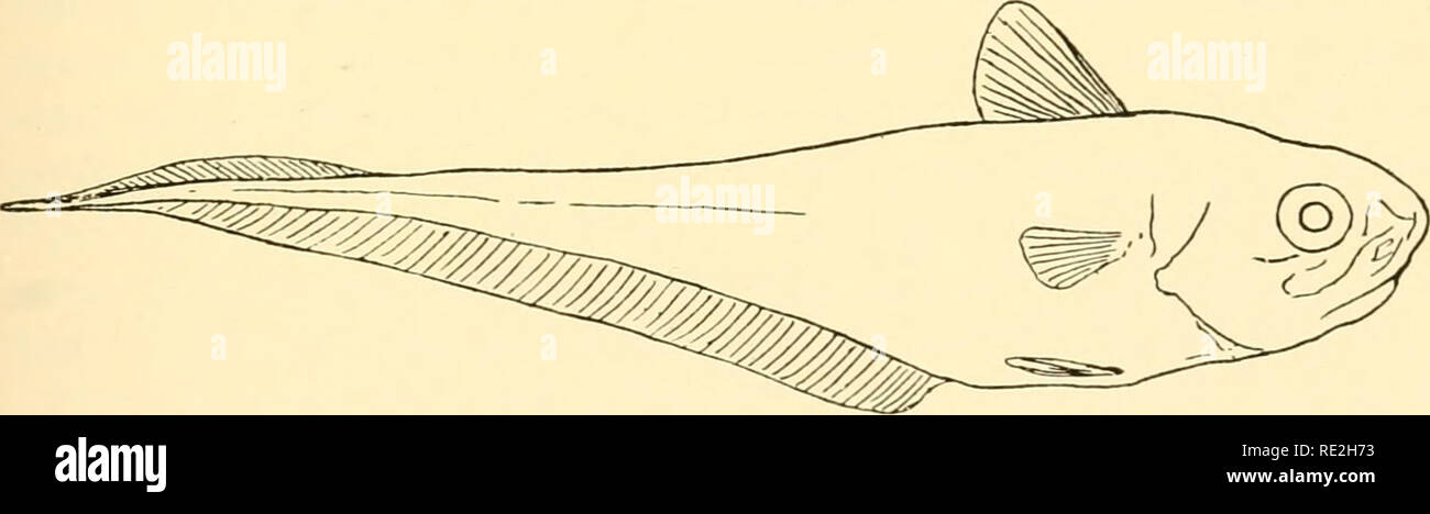 . Géographie animale écologique ; une édition autorisée, réécrite en fonction de Tiergeographie ockologischer auf Grundlage. Zoogéographie -- distribution géographique ; l'écologie animale. Fig. 73.-montrosa chimère. Après Boas. rend également possible la survie de nombreuses formes avec faible et fragile des squelettes, dont l'existence est conditionnée par la difficulté de la formation de la chaux. La baisse constante de la température avec la profondeur conduit à basse température uniforme dans les grandes profondeurs abyssales de l'océan. La difficulté à. Fig. 74.-Macrurus rupestris. Après Hentschel. la formation de calcium produit par la basse température Banque D'Images