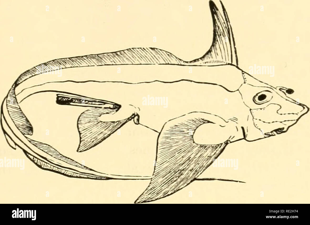 . Géographie animale écologique ; une édition autorisée, réécrite en fonction de Tiergeographie ockologischer auf Grundlage. Zoogéographie -- distribution géographique ; l'écologie animale. Pyramid ABYSSALES ET PELAGIAL 263 poissons osseux, Gigantura Macruridae, (Fig. 74), et Gastrostomidae, sont caractéristiques de l'eaux abyssales. Band-comme formes comprimé comme le requin en haute mer, et les poissons, Chlamydoselachus Regalecus et Trachypterus, sont également caractéristiques de la profondeur, en corrélation avec leurs faibles pouvoirs de la locomotion. L'absence de mouvement de l'eau. Fig. 73.-montrosa chimère. Après Boas. Banque D'Images