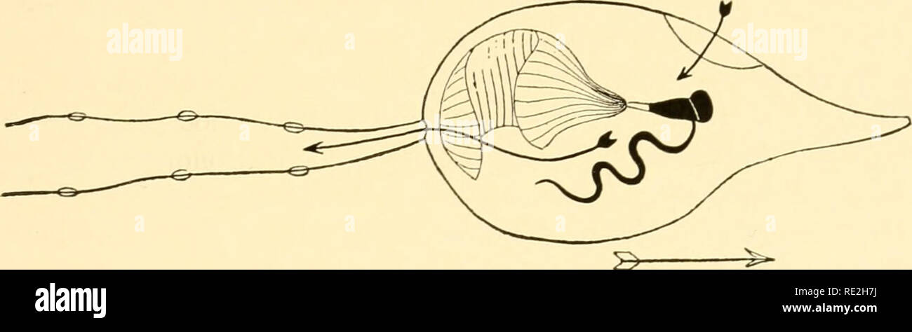 . Géographie animale écologique ; une édition autorisée, réécrite en fonction de Tiergeographie ockologischer auf Grundlage. Zoogéographie -- distribution géographique ; l'écologie animale. L'PELAGIAL 237 à la taille de ptéropodes, forme la nourriture des plus grands pélagiques. Afin d'obtenir leur nourriture, ce qui est minuscule par rapport à eux-mêmes, le plancton besoin d'appareil spécial qui a été développé à partir de convergently origines différentes dans des structures similaires avec comme des fonctions. Lohmann19 divise le plancton en trois groupes, ceux qui se nourrissent à l'aide de tentacules, ces w Banque D'Images