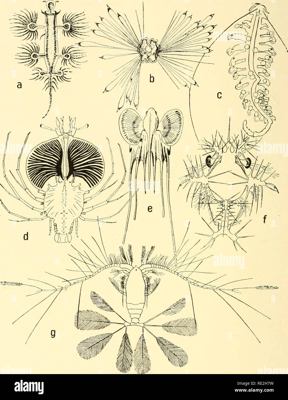 . Géographie animale écologique ; une édition autorisée, réécrite en fonction de Tiergeographie ockologischer auf Grundlage. Zoogéographie -- distribution géographique ; l'écologie animale. 228 animaux marins. Fig. 53.-Les organismes pélagiques flottants ou en suspension avec grande surfaces. a, Glaucus atlanticus, grandeur nature ; b, Maldanid larve ("Mitraria muelleri"), X 40 ; c, Tomopteris euchaeta, X 2xfa ; d, Phyllosoma larve de Palinurus, légèrement en- larged ; e, Larve de Lophius piscatorius, quelque peu élargies ; /, Larve de Sergestes (Elaphocaris dohrni) X 13 ; g, Calocalanus pavo, X 18. Après Regne Animale, un ; Banque D'Images