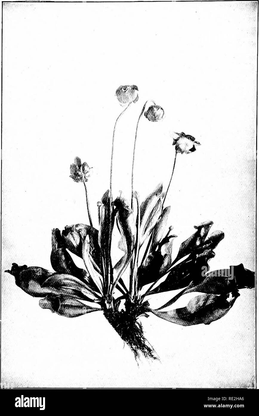Sarracenia purpurea Banque d'images noir et blanc - Alamy