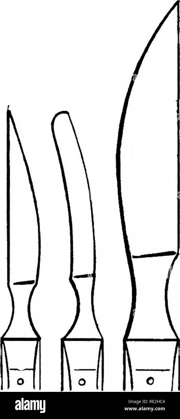 . Le microscope ; une introduction aux méthodes microscopiques et à l'histologie. Les microscopes. Ch. XI] PRÉPARATIFS PAR LE MÉTHODE DE PARAFFINE 379 mètres ou plus de paraffine sur le tissu à la fin ainsi que sur les côtés. Le bloc est taillé dans une forme pyramidale, de sorte qu'il soit rigide. Prendre soin particulier que l'opposé est confrontée à la fin du bloc sont parallèles et tous les coins en angle droit. Dans certains laboratoires, le Dr McClung a par exemple, un bloc de métal cubique fixé à une tige est placée dans le porte-couteau microtome de la et les quatre côtés de l'im- masse literie garnie de grande Banque D'Images