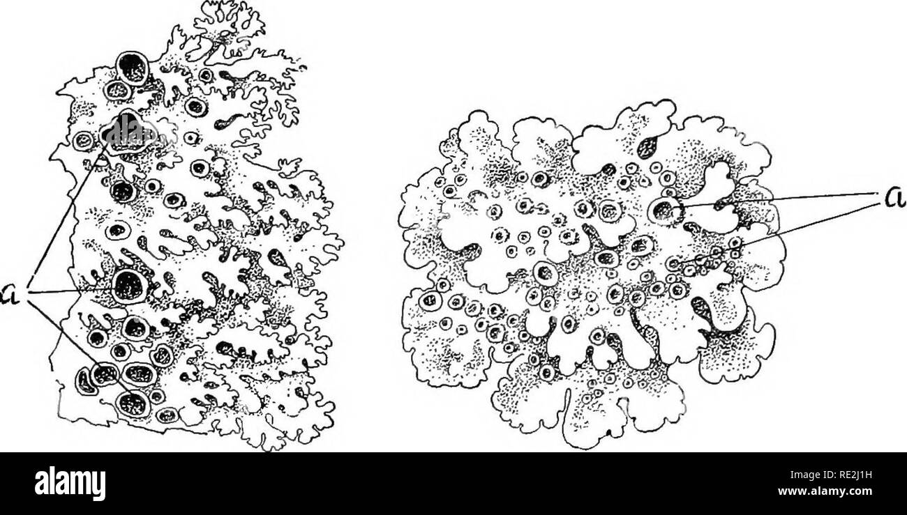 . Un cours pratique de botanique, avec une référence particulière à ses roulements sur l'agriculture, de l'économie, et de l'assainissement. La botanique. Les CRYPTOGAMES 329 4. Trouvez-vous des champignons les plus abondantes sur les arbres jeunes et en bonne santé, ou sur l'ancien, celles décrépit ? Tenir compte de la différence. (141 343 378.) 5. Avez-vous déjà les trouver sur de plus en plus de bois parfaitement n'importe où ? 6. Sont-ils déjà bénéfique pour un arbre ? (86.) 7. Est-il sage de laisser vieux arbres en décomposition et malsains, faisceaux d'un lot de bois ? IV. Les LICHENS Matériel. - Les spécimens peuvent être trouvés à peu près partout, poussant sur les rochers, les murs, les troncs, les souches, et d'arbres. Certains des plus c Banque D'Images