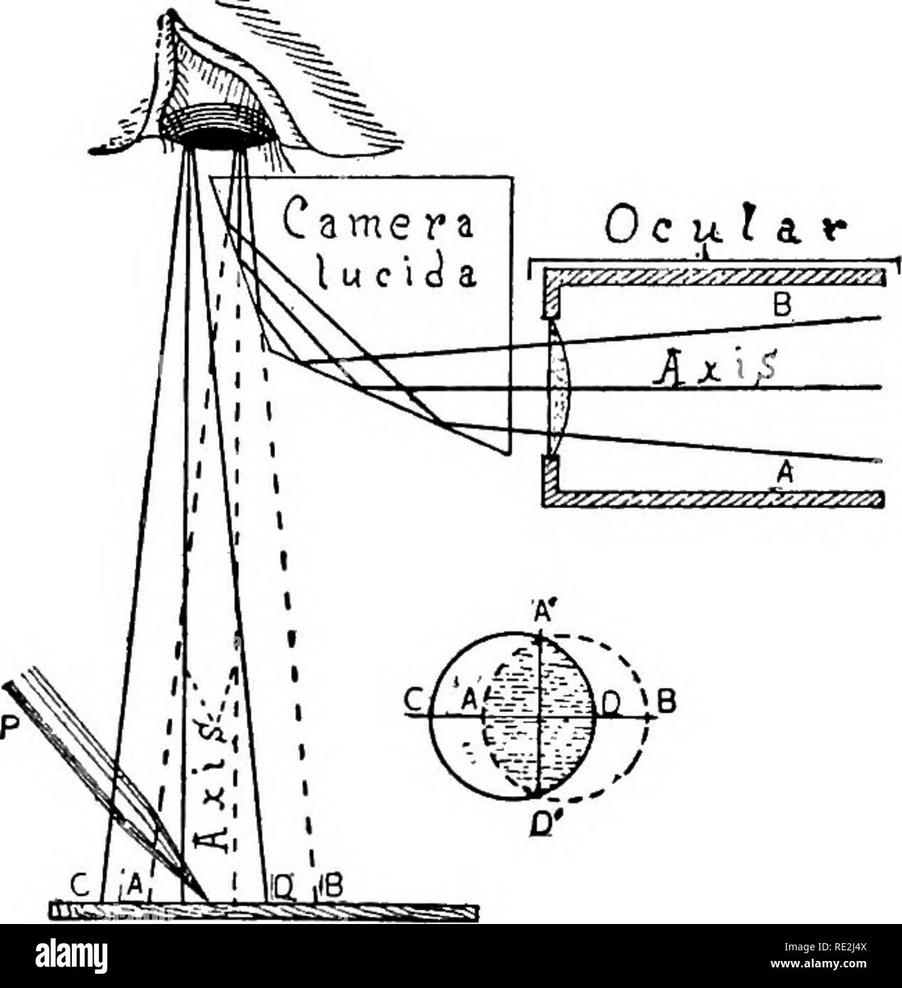 . Le microscope ; une introduction aux méthodes microscopiques et à l'histologie. Les microscopes. 136- GROSSISSEMENT DE LA LOUPE [Ch. C. Les espaces entre les Hnes devrait être o.i et o.oi mm. (Ou si en pouces, o.o et o.ooi in.). Micromètres sont parfois s'est prononcée sur la diapositive, mais de façon plus satisfaisante ""^ sur une lamelle couvre-d'épaisseur connue, de préférence 0,15- 0,18 mm. Les couvercles doivent être parfaitement propres avant de se prononcer, et après- wards dépoussiéré simplement avec un chiffon en poils de chameau, et ensuite monté, lignes vers le bas sur une laque ou d'autres bons cellule (voir chapitre X). Si l'on frotte la hnes les bords Banque D'Images