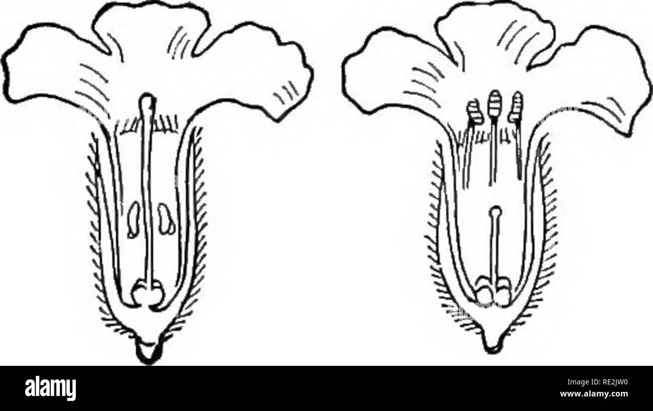 . Un cours pratique de botanique, avec une référence particulière à ses roulements sur l'agriculture, de l'économie, et de l'assainissement. La botanique. 344 345 Fig. 344, 345. - Fleur d'épilobe (Epilobium un- gustifolium) : 344, avec des étamines et pistil immatures ; 345, le même quelques jours de plus, avec l'élargissement de pistil après les anthères ont versé leur pollen. (.Après gris.) sont dioïques, ou " de deux ménages." tirer un rameau de fleurs de chêne, pin, ou Willow. Où sont les fleurs fertiles situé ? Remarquez comment beaucoup plus nombreux les fleurs staminées sont de la fertile. Pourquoi est-ce nécessaire ? ( Banque D'Images
