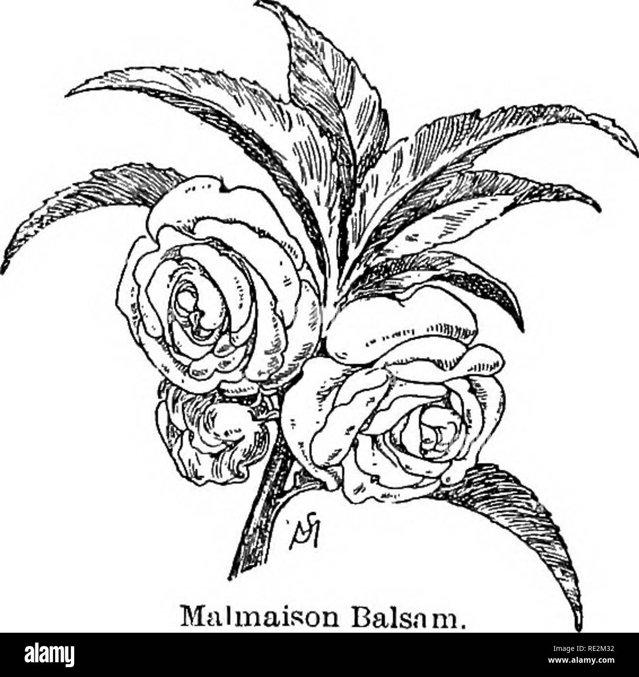 . Champ de fleurs familières et jardin ;. La botanique. 116 fleurs FAMILIERS DE TERRAIN ET JARDIN. Sapin baumier -^ proche du bijou, mauvaises herbes ou dame du Seigneur. Le jardin sapin baumier, ou Lady's Slipper, ressemble de façon frappante à l'espèce sauvage, mais seulement les fleurs ressemblent à la lutte contre les mauvaises herbes ; le joyau doubles ressemblent à la Camellia Ja^onica. De nos jours, l'hor- ticulturists donnez-nous une splendide fleur double qui a peu de ressemblance à la seule dame de glisser- pers de notre grand- mère des jardins. La variété du nom de Malmaison est une de mes préférées ; il a la plus délicate- blush couleur rose im Banque D'Images