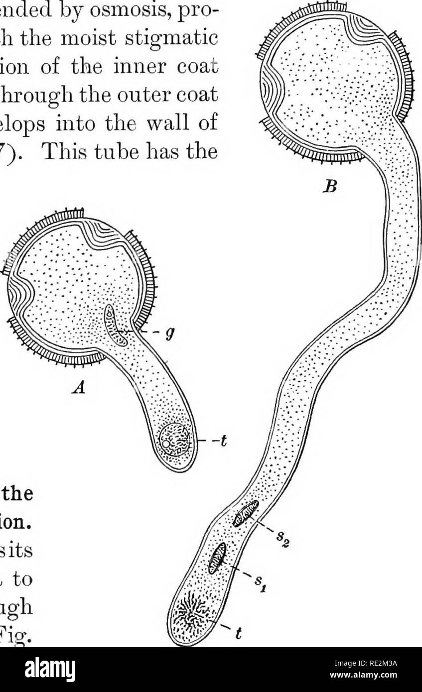 Tube Mature se