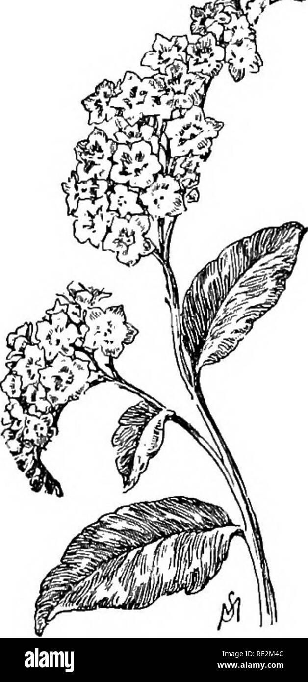 . Champ de fleurs familières et jardin ;. La botanique. 106 fleurs FAMILIER CHAMP OP et le jardin fleuri. grande camomille, est un autre parent de la marguerite blanche. Ses fleurs blanc pur, arrondis, de la taille d'un niclvel, sont communément vus dans nos jardins en été et au début de l'automne. Elles ressemblent à l'anglais {daisy BelUs) dans la forme, mais n'ont pas de teinte rosée. Héliotrope. '^^^®, parfumées helio- TieUotrojjium trope provient de Pérou et Chili. PervvianuTri. -R, • •tiii'i"i c'est une plante vivace qui a eu lieu m haute estime par tous ; à peine une fenêtre ferme qui tient un peu la floraison géraniums est ^^^^ sans i Banque D'Images