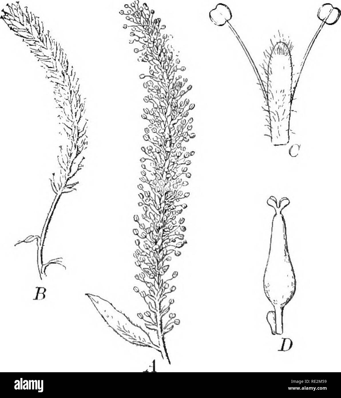 . La botanique pratique. La botanique. Fig. 93. Apetalous fleur de sarrasin (Fagopyrum esculentum) ^â 1, fleur ; 5, section de fleur. Les deux quelque peu agrandie. Après Marchand foire l'arrangement des organes floraux diffère de celui décrit ci-dessus en raison de l'absence d'un ou plusieurs ensembles d'organes ou de l'arti- multi des verticilles. Dans le sarrasin, par exemple (Fig. 93), un seul verticille entourant les étamines et pistil. Dans de tels cas, il est habituel de supposer que l'absence de feuilles sont les pétales de fleurs, et la fleur est dite apetalous (sans pétales). Parfois, ni sépales Banque D'Images