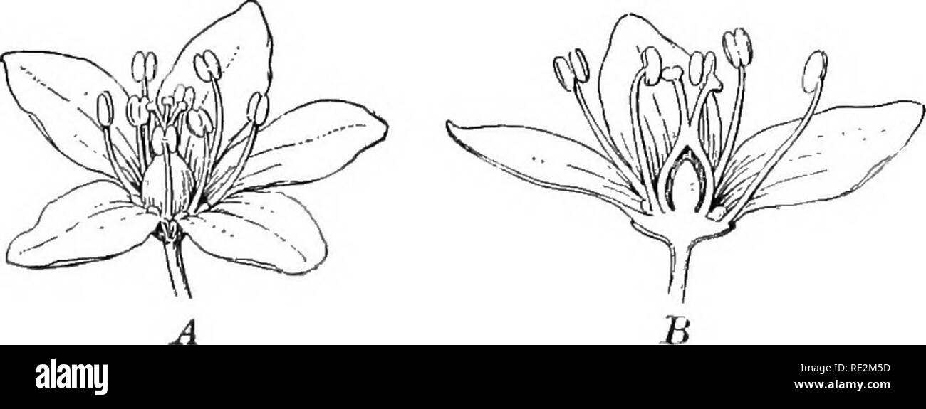 . La botanique pratique. La botanique. PEACTICAL 106 Botanique. Fig. 93. Apetalous fleur de sarrasin (Fagopyrum esculentum) ^â 1, fleur ; 5, section de fleur. Les deux quelque peu agrandie. Après Marchand foire l'arrangement des organes floraux diffère de celui décrit ci-dessus en raison de l'absence d'un ou plusieurs ensembles d'organes ou de l'arti- multi des verticilles. Dans le sarrasin, par exemple (Fig. 93), un seul verticille entourant les étamines et pistil. Dans de tels cas, il est habituel de supposer que l'absence de feuilles sont les pétales de fleurs, et la fleur est dite apetalous (sans pétales). Afin Banque D'Images
