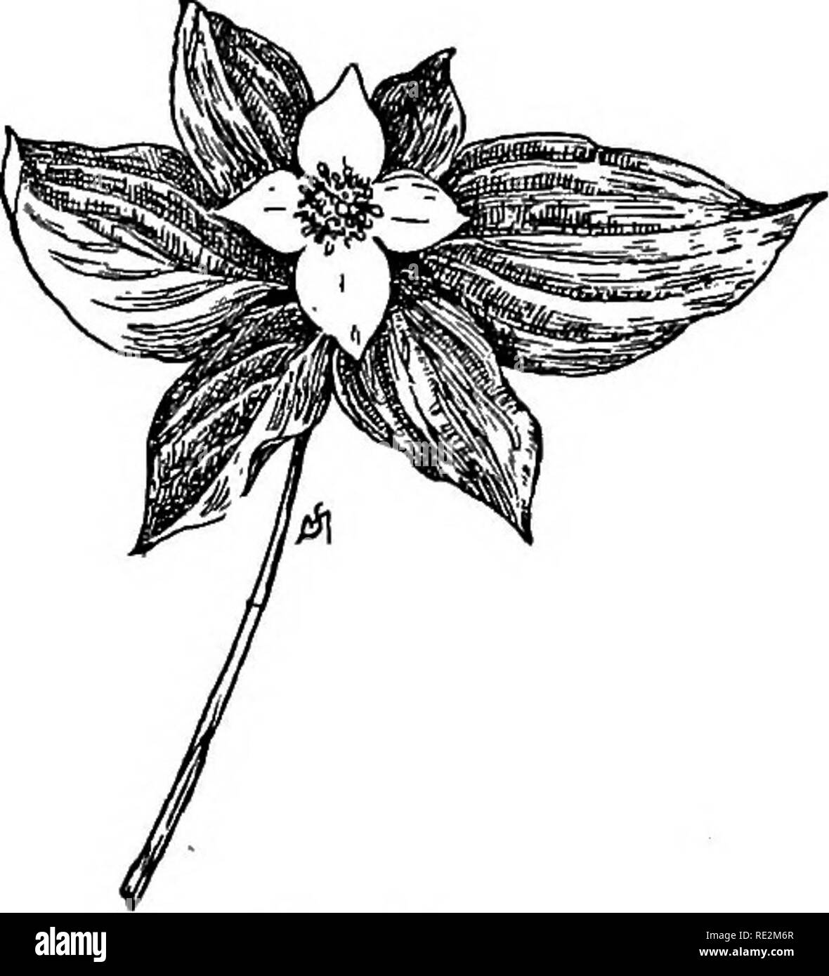 . Champ de fleurs familières et jardin ;. La botanique. Mai, Juin, Juillet et août. 81 arbustes sont tout aussi beau quand les fleurs sont remplacées par les baies rouge corail ; et ils sont les joyeux compagnons de ma longue de clochards à travers les collines. Mais je n'ai jamais connu l'ennui de l'écueil des les boucles qui dit gris sont formés par l'branches inclinables prendre racine à la fin ; c'est la raison pour laquelle il s'appelle boitiller-bush. Bande-berry. La bande-berry est l'un des plus Gomus Canadensis, couspicuous et de beaux objets qui se réunit les yeux, quand, après une montée, le las mo Banque D'Images