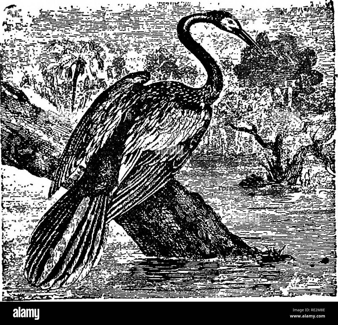 . Les nids et les œufs des oiseaux de l'Amérique du Nord. Les oiseaux ; les oiseaux. 64 DE NIDS ET D'ŒUFS. 118. . Anhihga pearing. Il a aussi l'étrange habitude de couler tranquillement comme un grèbe esclavon. Les nids de l'anhinga sont diversement placés parfois dans des buissons bas à une altitude de seulement quelques pieds, ou dans les hautes branches d'un grand arbre, mais toujours au-dessus de l'eau. Parfois, cet oiseau se reproduit en grandes colonies avec diverses espèces de hérons. Les oeufs sont de trois à cinq en nombre, le bleu foncé ou blanc verdâtre, d'une couche calcaire blanche incrustations ; elles sont étroites et allongées en forme ; les tailles varient de 2,00 à 2,30 de long par Banque D'Images
