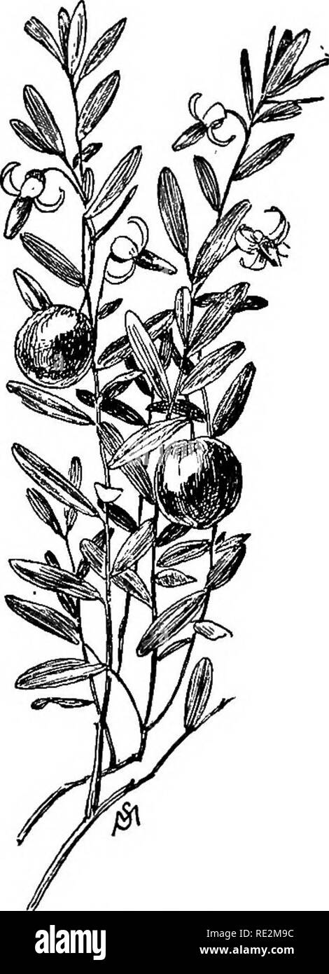 . Champ de fleurs familières et jardin ;. La botanique. Mai et Juin. 63 Vaccimum maerocarpon. de diamètre.* Les Feuilles tiennent leur couleur vert olive tout l'hiver. Le moment de la floraison est au début de l'été. La canneberge, La Grande. La grande cranberry pousse dans des endroits marécageux du New Jersey au Maine, et peuvent être trouvés en fleur au début de l'été. Le Berry est venu au début de l'automne ; la plus belle l'une est de couleur rouge foncé, et vient de la districts marécageux de Cape Cod. Nantucket a également sa cranberry bogs, et la saison de la cueillette est bien un événement important pour l'île- ers. La plante est petite, la tiges filiformes généralement Banque D'Images