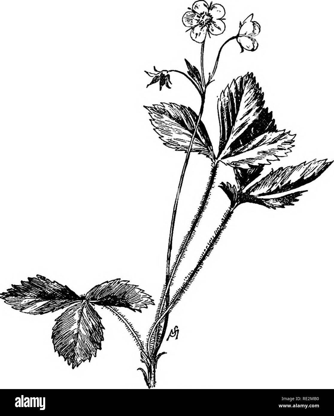 . Champ de fleurs familières et jardin ;. La botanique. Mai et JUKE. 53. Fraise sauvage. au moins, le moustique et la fraise sauvage sont inséparables ! La petite fleur rose appelé moss est commun dans certaines régions de New York et du New Jersey, et dans les environs de Philadelphie en mai et début juin la colline- côtés sont tachés de pourpre la jolie fleur. J'ai trouvé un patch d'épais dans le Yal Pemigewasset- Hoss Fink. Phlox. sniulata. Veuillez noter que ces images sont extraites de la page numérisée des images qui peuvent avoir été retouchées numériquement pour plus de lisibilité - coloration et l'aspect de ces illust Banque D'Images