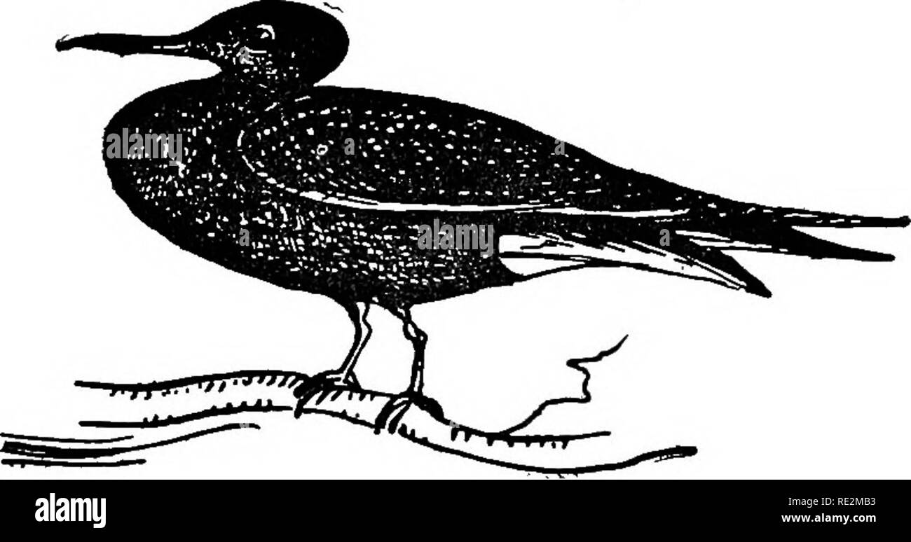 Les Nids Et Les œufs Des Oiseaux De Lamérique Du Nord Les