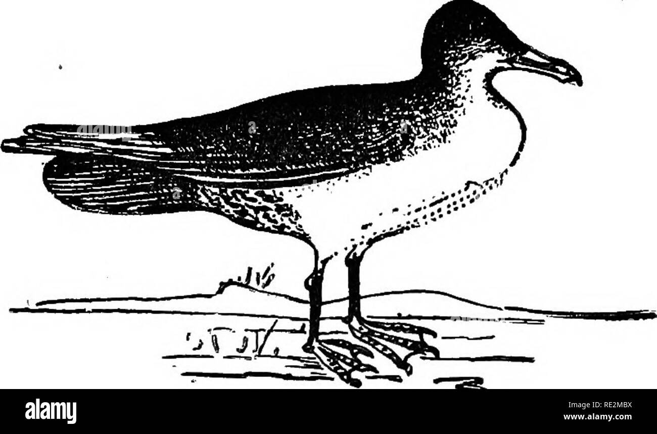 . Les nids et les œufs des oiseaux de l'Amérique du Nord. Les oiseaux ; les oiseaux. Â NORTH AMERICAN DIRDS. 25 La Mouette Skua pourrait bien être appelé le pirate à plumes de la mer. Il ne fait pas se rassembler en troupeaux ; deux couples ou plus seldoni sont vus ensemble. Il est remarquable par son courage et l'audace, d'attaquer et harceler les goélands, les obligeant à restituer les poissons â qu'ils ont avalé. Dans l'île de Unst, et aussi le plus Foula, em- nord du groupe des îles Shetland, il est constaté la reproduction. L'oiseau a été donné une place dans la faune d'Amérique du Nord sur le sol de sa présence occasionnelle le long de la côte sud de G Banque D'Images